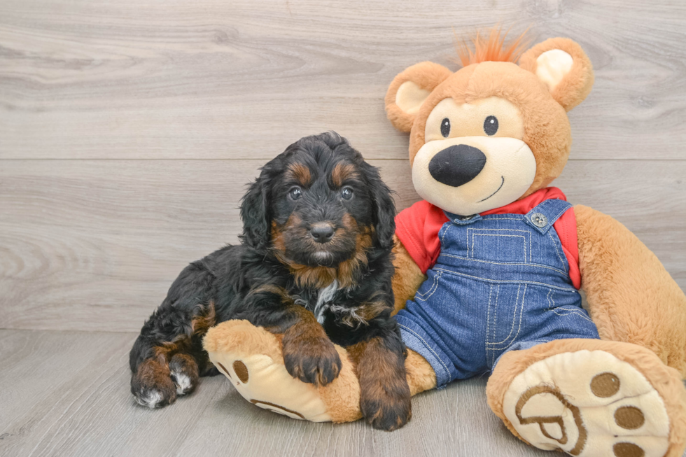 Popular Mini Bernedoodle Poodle Mix Pup