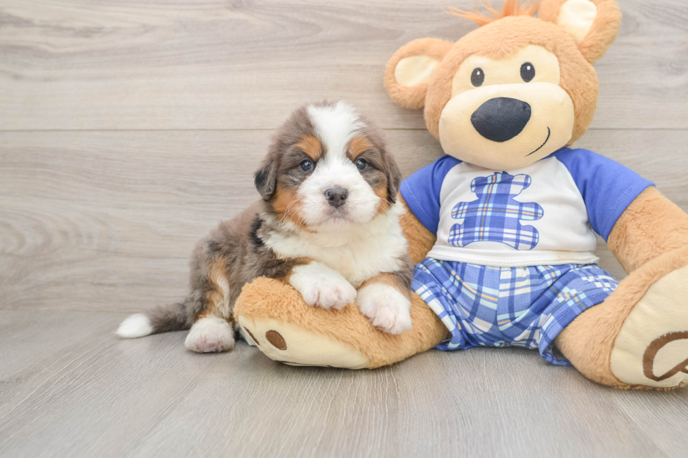Best Mini Bernedoodle Baby