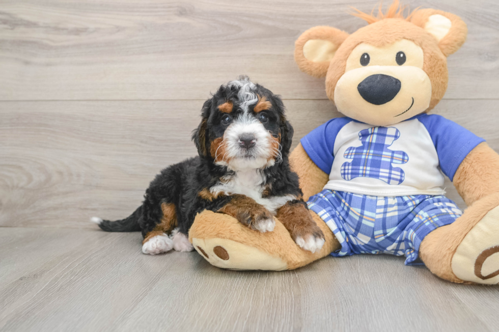 Cute Mini Bernedoodle Baby