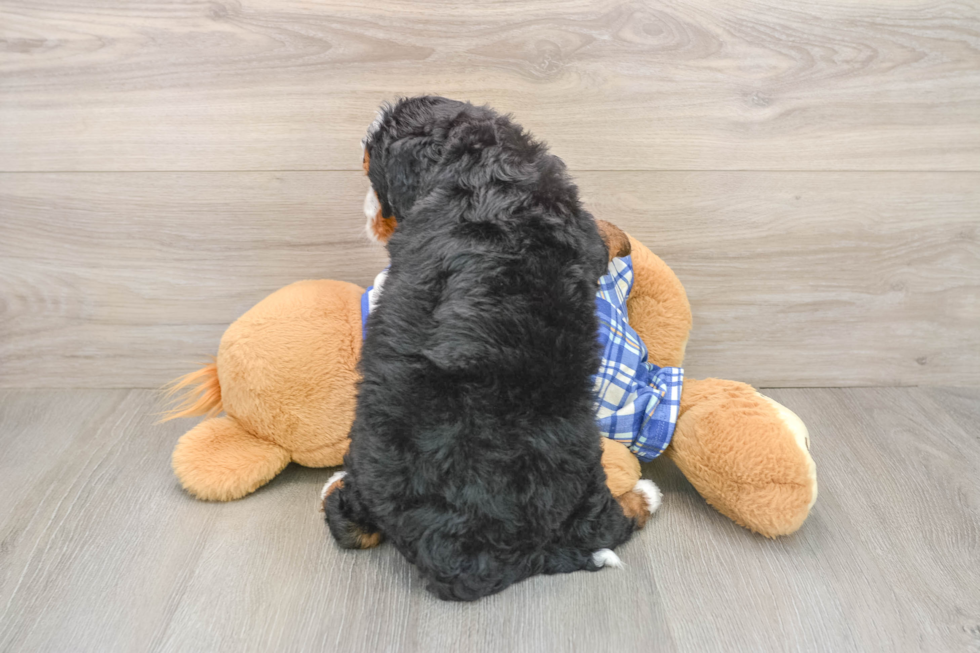 Mini Bernedoodle Puppy for Adoption