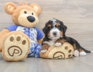 6 week old Mini Bernedoodle Puppy For Sale - Seaside Pups