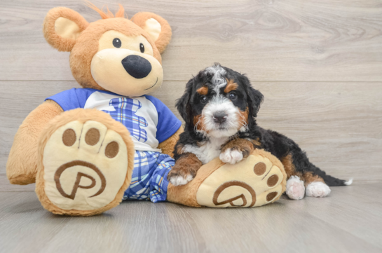 Mini Bernedoodle Puppy for Adoption