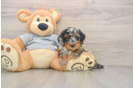 Petite Mini Bernedoodle Poodle Mix Pup