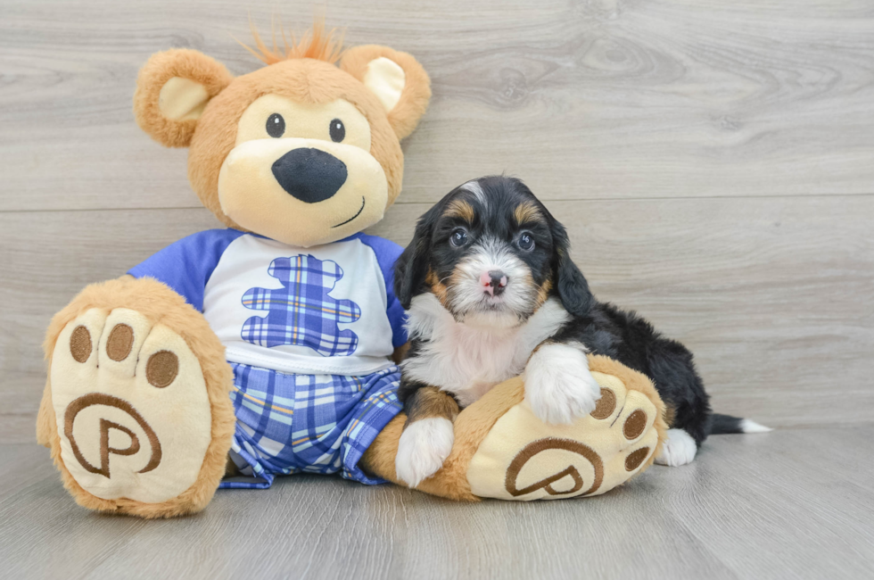 7 week old Mini Bernedoodle Puppy For Sale - Seaside Pups