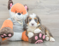7 week old Mini Bernedoodle Puppy For Sale - Seaside Pups