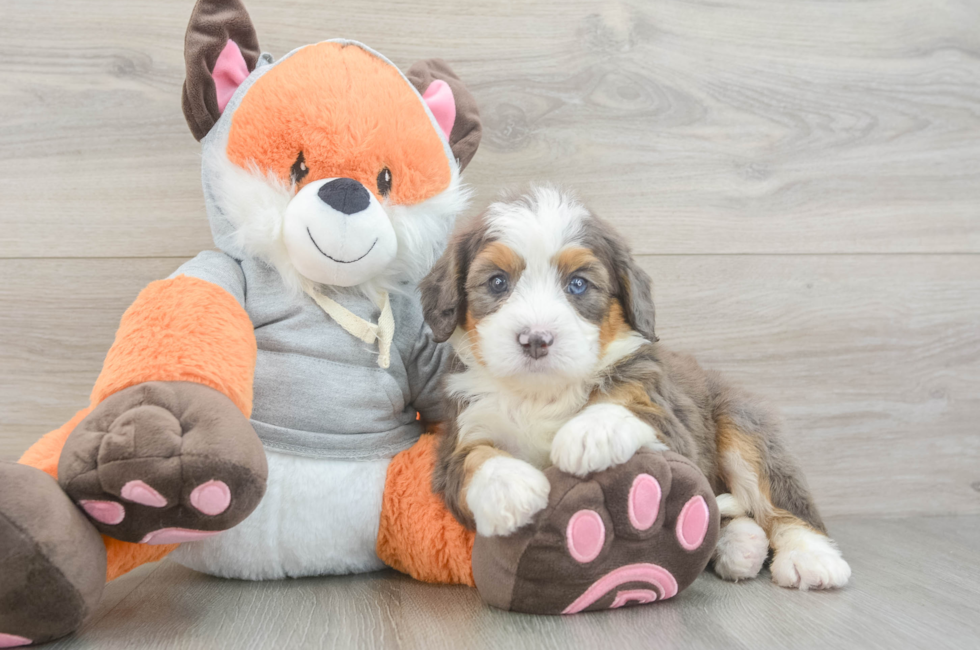 6 week old Mini Bernedoodle Puppy For Sale - Seaside Pups