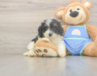 6 week old Mini Bernedoodle Puppy For Sale - Seaside Pups