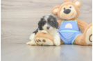 Mini Bernedoodle Puppy for Adoption