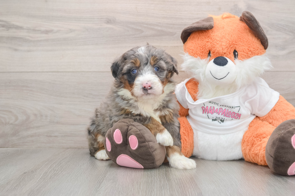 Mini Bernedoodle Pup Being Cute