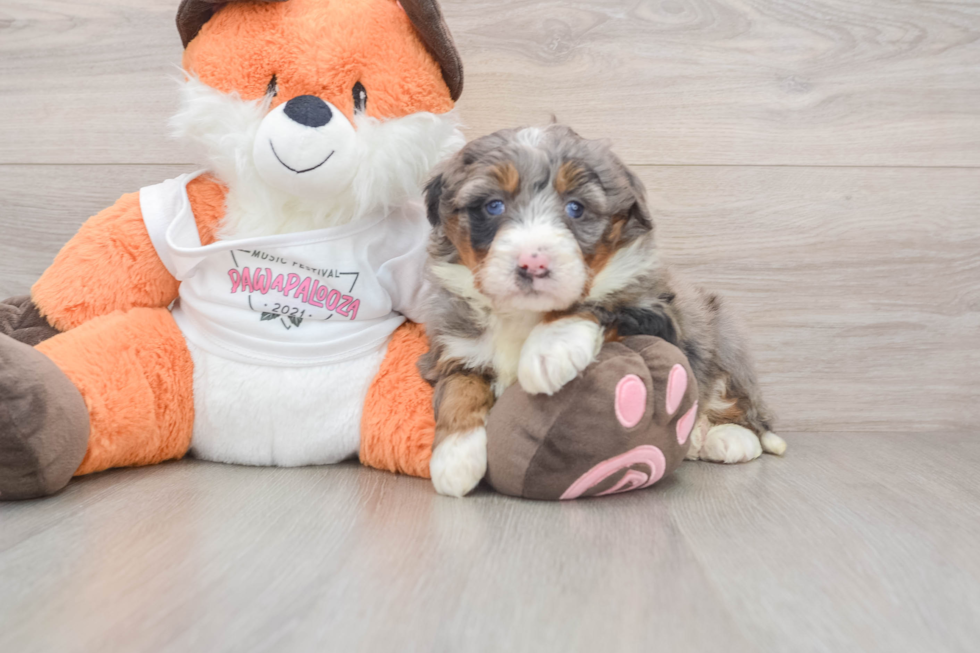 Mini Bernedoodle Pup Being Cute