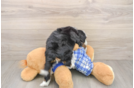 Small Mini Bernedoodle Baby