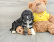 7 week old Mini Bernedoodle Puppy For Sale - Seaside Pups