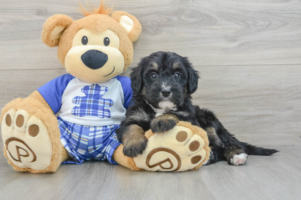 7 week old Mini Bernedoodle Puppy For Sale - Seaside Pups