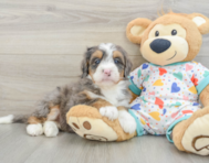 8 week old Mini Bernedoodle Puppy For Sale - Seaside Pups