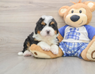 5 week old Mini Bernedoodle Puppy For Sale - Seaside Pups