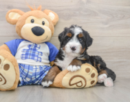 6 week old Mini Bernedoodle Puppy For Sale - Seaside Pups