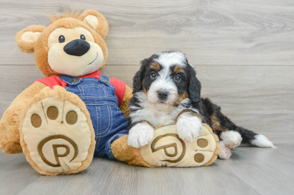 5 week old Mini Bernedoodle Puppy For Sale - Seaside Pups