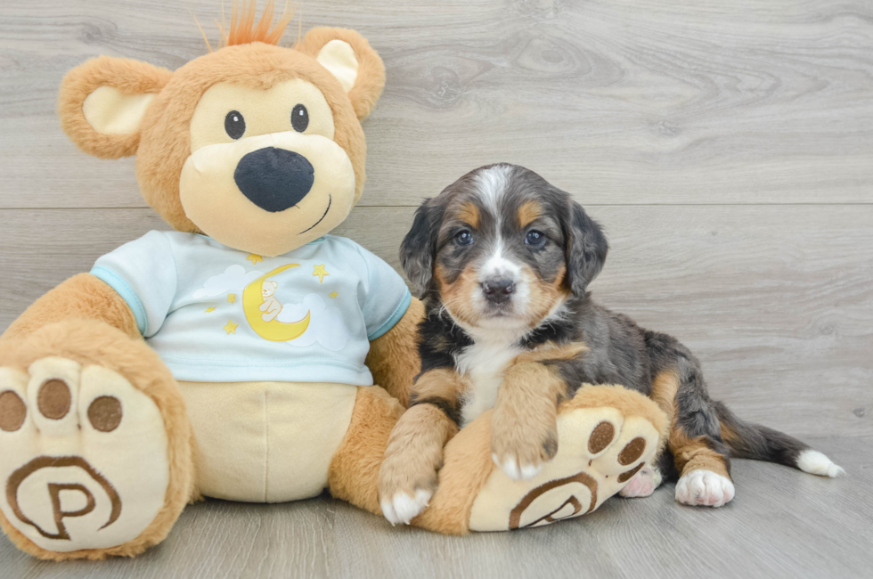 8 week old Mini Bernedoodle Puppy For Sale - Seaside Pups