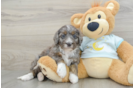 Mini Bernedoodle Puppy for Adoption