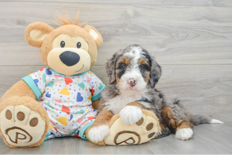 Playful Bernadoodle Poodle Mix Puppy