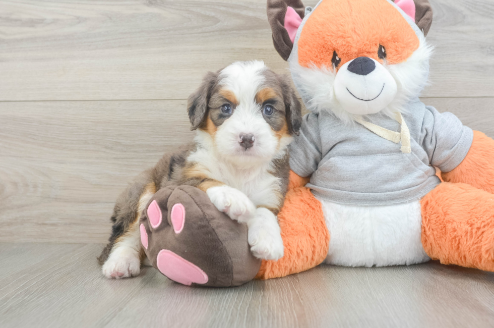 6 week old Mini Bernedoodle Puppy For Sale - Seaside Pups