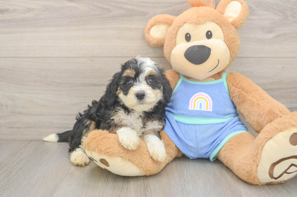 5 week old Mini Bernedoodle Puppy For Sale - Seaside Pups