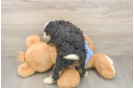 Cute Mini Bernedoodle Baby