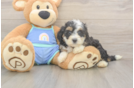 Playful Mini Berniedoodle Poodle Mix Puppy