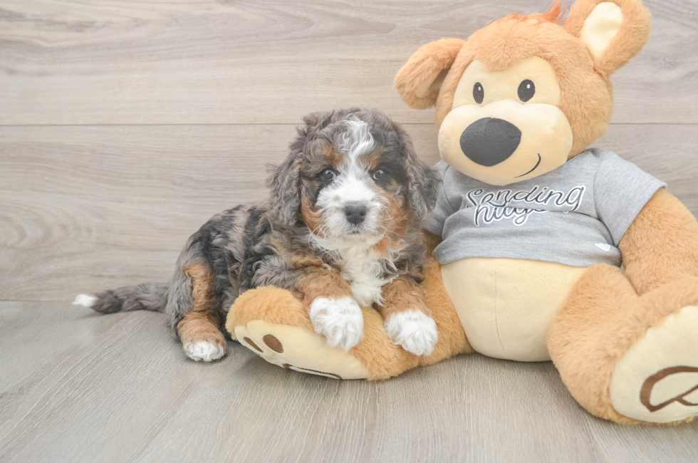 6 week old Mini Bernedoodle Puppy For Sale - Seaside Pups