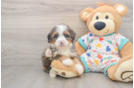 Best Mini Bernedoodle Baby