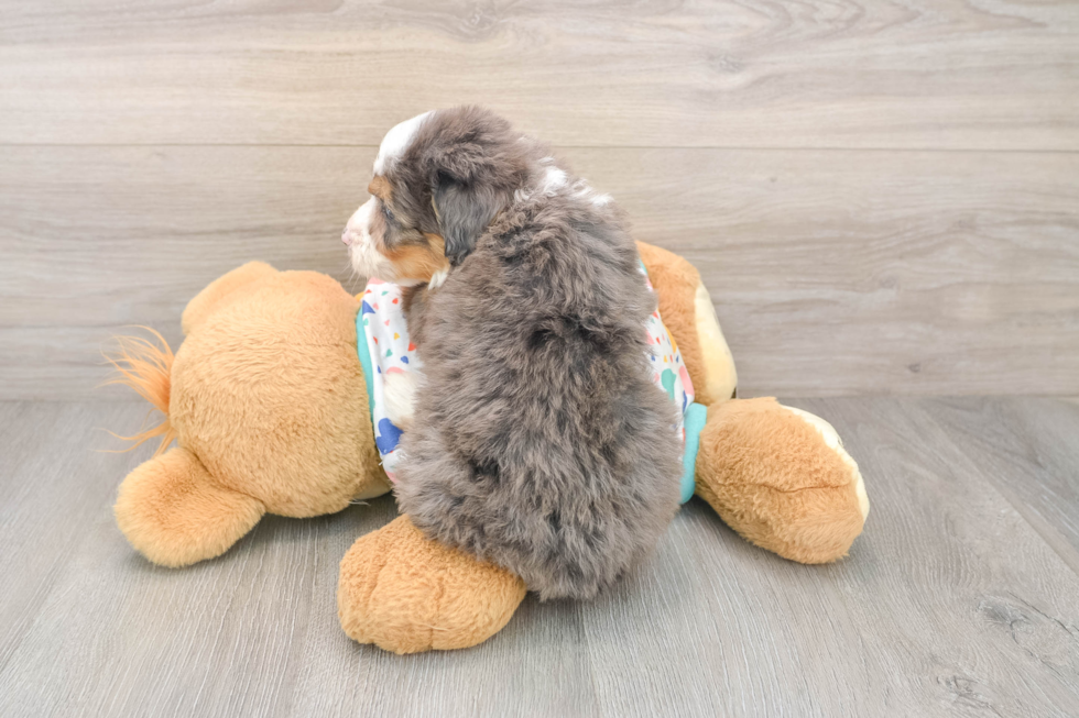 Little Mini Bernadoodle Poodle Mix Puppy