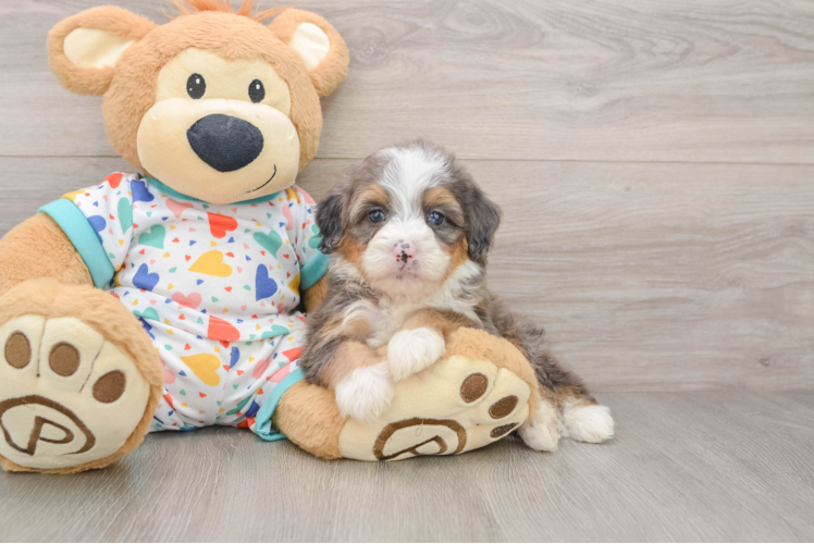 Mini Bernedoodle Puppy for Adoption