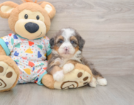 6 week old Mini Bernedoodle Puppy For Sale - Seaside Pups