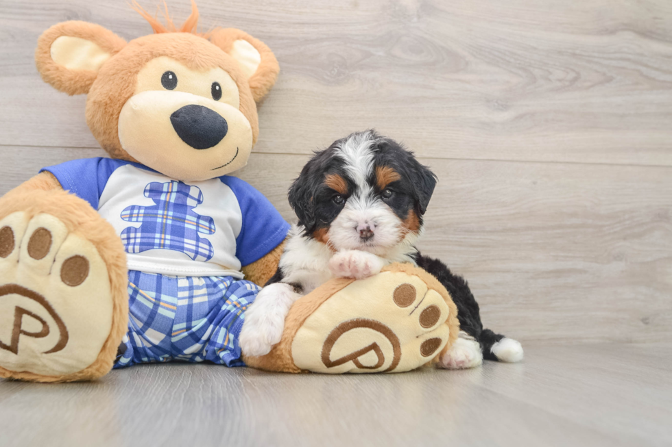 Hypoallergenic Mini Bernese Poodle Poodle Mix Puppy
