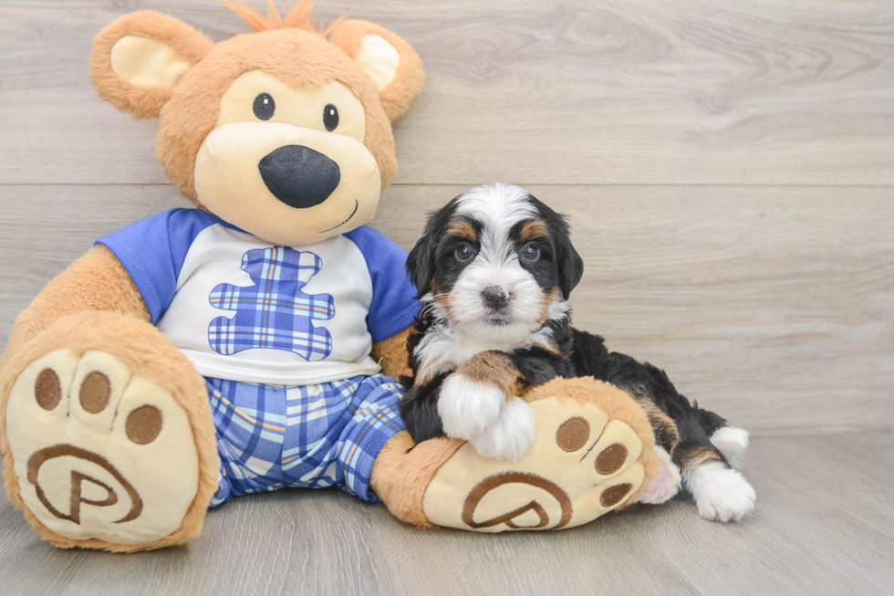 Mini Bernedoodle Pup Being Cute