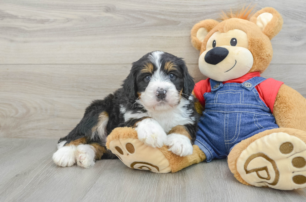 5 week old Mini Bernedoodle Puppy For Sale - Seaside Pups