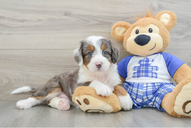 Best Mini Bernedoodle Baby
