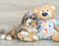 8 week old Mini Bernedoodle Puppy For Sale - Seaside Pups