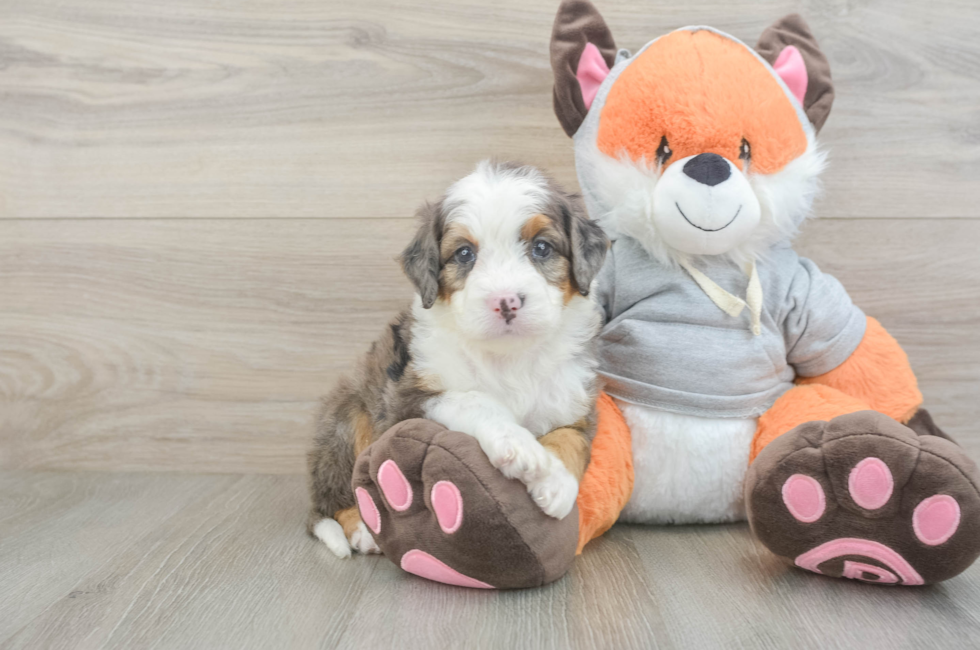 6 week old Mini Bernedoodle Puppy For Sale - Seaside Pups