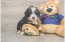 Energetic Mini Berniedoodle Poodle Mix Puppy