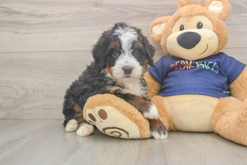 Energetic Mini Berniedoodle Poodle Mix Puppy