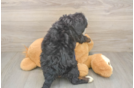 Mini Bernedoodle Pup Being Cute