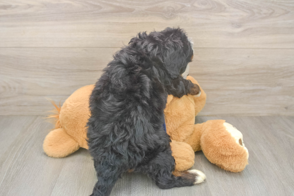 Mini Bernedoodle Pup Being Cute