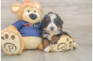 Mini Bernedoodle Pup Being Cute