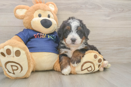 Mini Bernedoodle Pup Being Cute