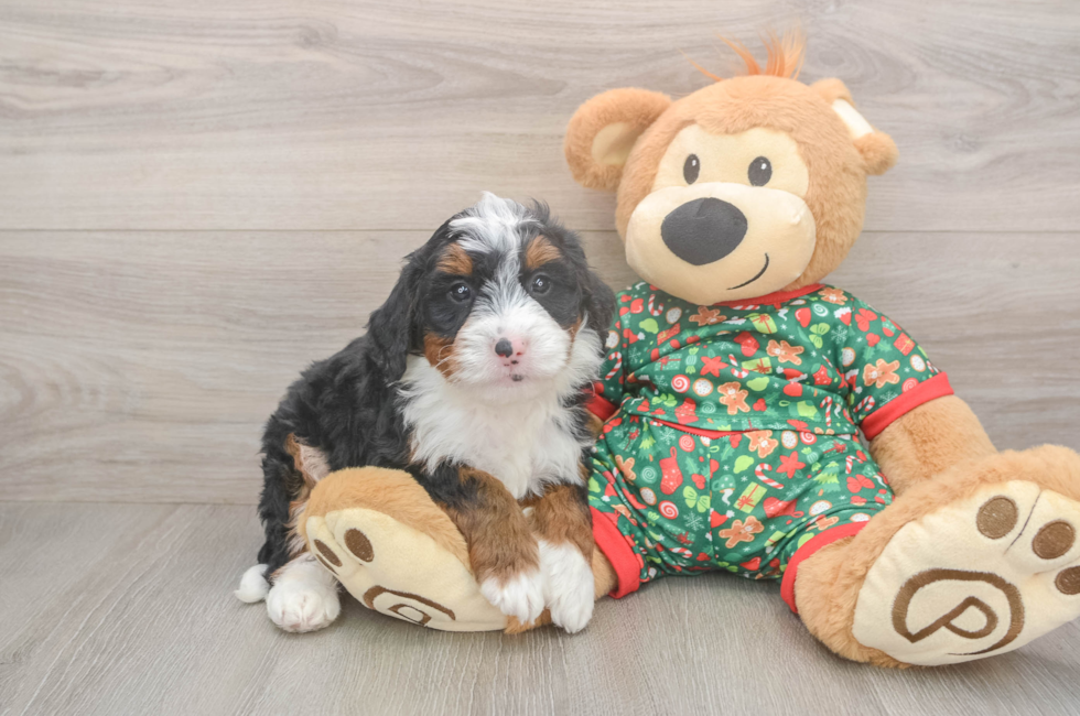 5 week old Mini Bernedoodle Puppy For Sale - Seaside Pups