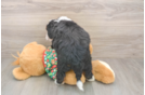Mini Bernedoodle Puppy for Adoption