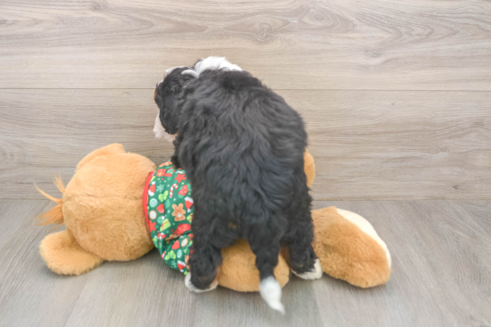 Mini Bernedoodle Puppy for Adoption