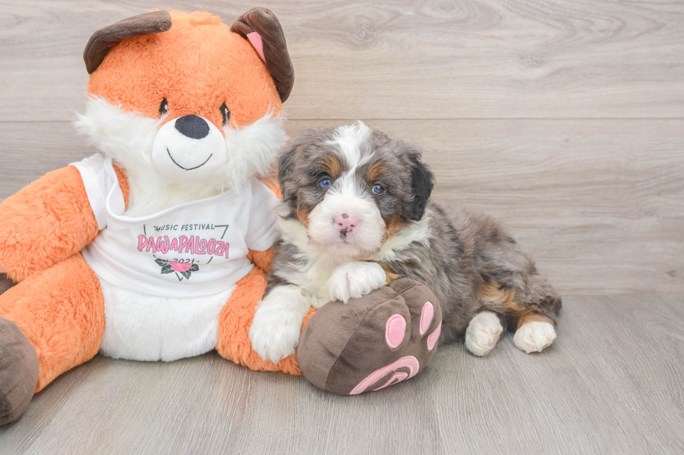 Playful Mini Bernese Poodle Poodle Mix Puppy