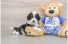 Mini Bernedoodle Puppy for Adoption